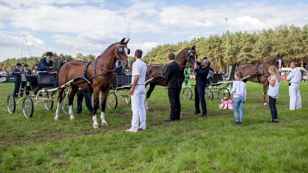 Lierop Fokpaardendag 2016 (46).jpg - Lierop Fokpaardendag 2016